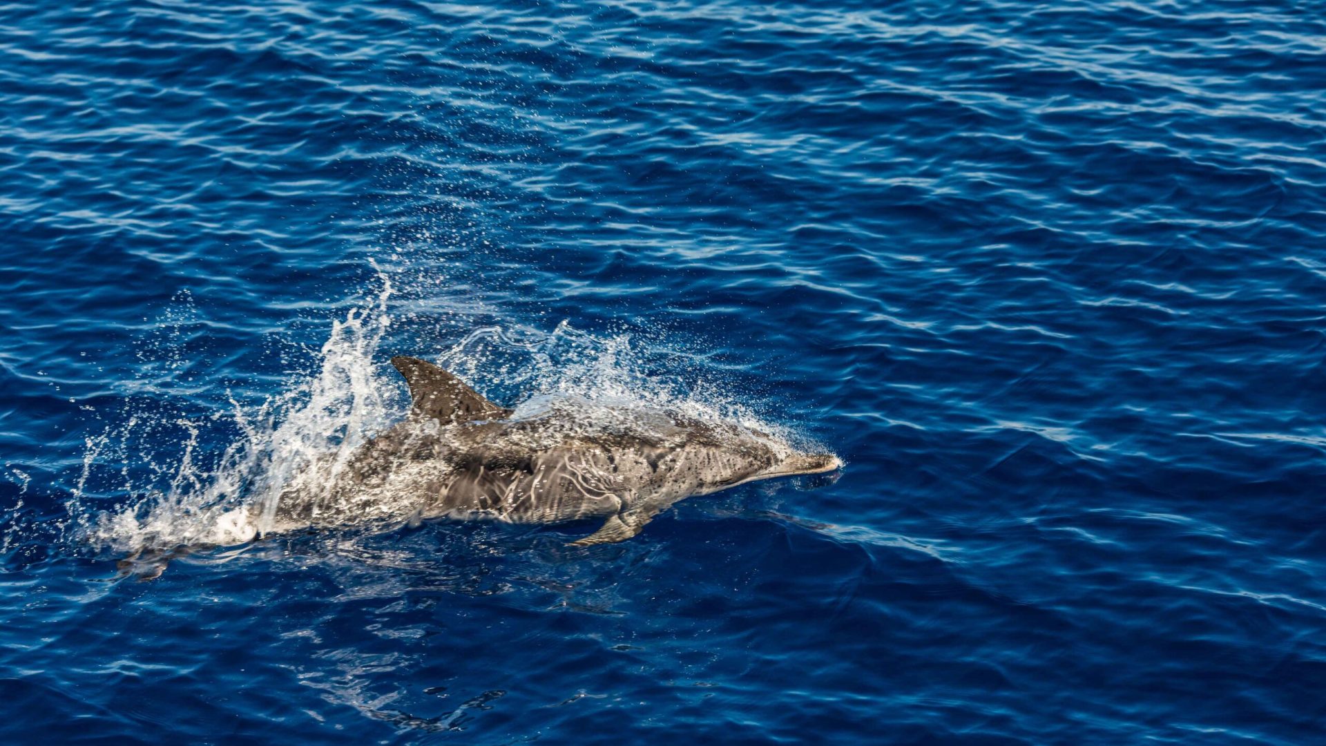 atlantic-striped-dolphins-near-azores-island-dolphin-ocean-waves